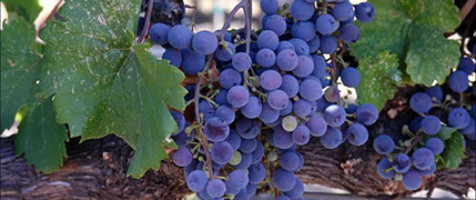 Grapes hanging from a vine at the Beau Winery.